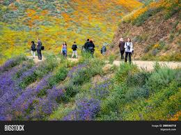 Maybe you would like to learn more about one of these? Lake Elsinore Image Photo Free Trial Bigstock