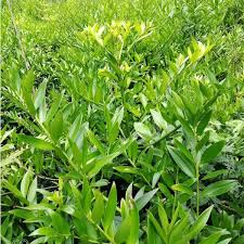 Image result for Nageia nagi