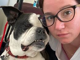 Fundraiser for Katie Baudier by Jay Dellacona : Baxter's emergency  operation & rehab