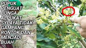 Menjadikan lahan di halaman rumah lebih produktif dengan menanam alpukat adalah salah satu ide paling bagus. Pupuk Penguat Bunga Alpukat Supaya Tidak Gampang Rontok Biar Menjadi Buah Youtube