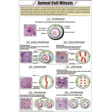 Animal Cell Mitosis Chart India Animal Cell Mitosis Chart