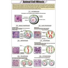 animal cell mitosis chart india animal cell mitosis chart