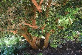 Image result for Tinnea apiculata