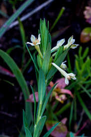 Image result for Cassytha pondoensis