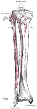 Skeleton diagrams division of natural sciences. Tibia Wikipedia