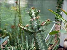 Image result for Euphorbia baylissii