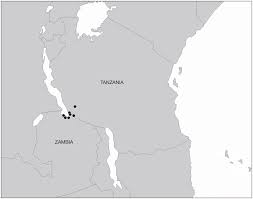 Image result for Combretum illairii