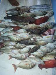 farasan trip saudi arabia red sea 3ble hook red sea fish sea