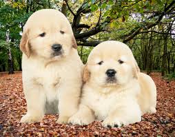 Born and socialized in our home. Is There Any Way To Get A Free Or Cheap Golden Retriever Quora