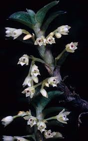 Image result for Brevicon