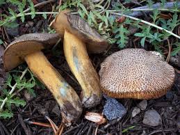 Image result for Suillus wasatchicus