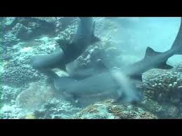 Its mouth is so loosely hinged it can open wide enough to the shark has a more robust body and looks stronger. Crazy Shark Attack Whitetip Reef Shark Vs Moray Eel Youtube
