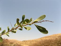 Image result for Gymnosporia senegalensis