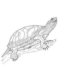 Western Painted Turtle Coloring Page Free Printable Coloring Pages Turtle Painting Western Painted Turtle Turtle Coloring Pages