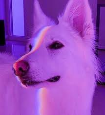 Queria Ser Una De Esas Personas Que Cuando Desaparecen Lo Extranan Dog Icon Cute Animal Photos Dark Purple Aesthetic