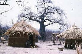 Image result for Triumfetta heliocarpa