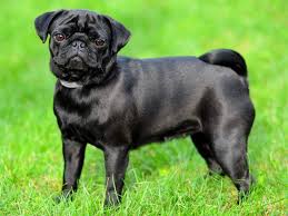 Hundeleine nylon leine hund geflochten schwarz 16 / 200 cm 3 fach verstellbar. Kleine Hunderassen Im Taschenformat