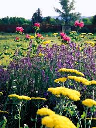 We did not find results for: Complementary Combos In Purple And Yellow Better Homes Gardens