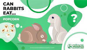 6.6 lbs / pink salt lick pink himalayan salt lick are mined from ancient deposits deep in t. Can Rabbits Eat Popcorn We Re All About Pets