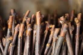 Image result for graft grape vines