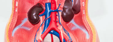 Aug 15, 2018 · the inguinal triangle (hesselbach's triangle) is a region in the anterior abdominal wall. Test Your Anatomy Knowledge The Abdomen Medical Exam Prep