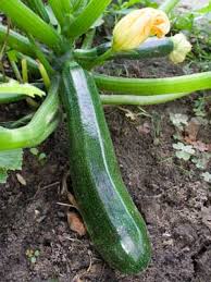 Summer squash are squashes that are harvested when immature, while the rind is still tender and edible. Zucchini Grow Guide
