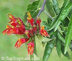 Pokok belalai gajah juga dikenali. Clinacanthus Nutans Alchetron The Free Social Encyclopedia