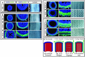 Image result for Endostemon villosus