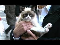 Grumpy Cat Interview 2013 On Gma No Meme Feline S Exclusive Video Youtube