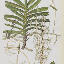 Image result for Rangaeris muscicola