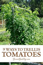If you grow 10 or less tomato plants, cages are probably the most feasible option for you. 9 Creative Diy Tomato Trellis Ideas