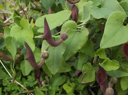 Image result for Aristolochia hockii