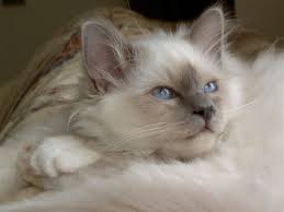 Lilac Point Birman Kittens For Sale Lilac Point Birman I Can T Wait To Get My Lilac Birman And We Will Call Him Cookie Fluffycatsbreedslonghair Pretty Cats Ragdoll Cat Colors Gorgeous Cats