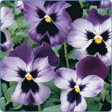 I Want To Get A Tattoo Of Pansies On My Foot Or My Shoulder In Remembrance Of My Grandma Shaulis She Loved To Pansies Flowers Beautiful Flowers Garden Pansies