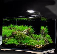 Several aquariums to choose from! Aquascape Tank Kit With Plants Free Shipping 50