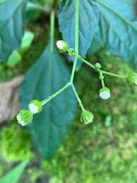 Image result for Adenostemma