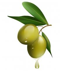 Green Olive Branch Isolated On White Background Realistic Vector Illustration Olive Olive Tree Painting Olive Oil Bottles
