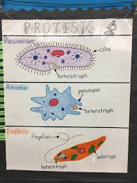 Protist Kingdom Sixth Grade Science Protists Science Biology