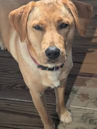 My girl, Macey! she's definitely the runt of the litter at 1 year old and  60 pounds! Vet said she's perfect weight and will grow a bit more within  the next year 😊