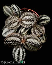 Image result for Pilea angolensis