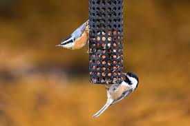 We did not find results for: Why Are All Those Chickadees Nuthatches And Kinglets Hanging Out Audubon