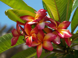 These annuals are almost indestructible, surviving heat and dry spells. Plumeria And Frangipani Bring The Tropics To Your Home East Texas Gardening