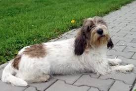 Image result for malý vendéeský hrubosrstý honič