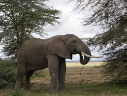 Global Sanctuary for Elephants