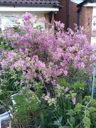 Image result for Indigofera melanadenia