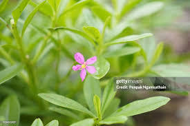 Image result for Portulacaceae