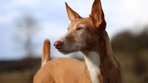 In search of new homes with loving families. Podenco Dog Full Profile History And Care