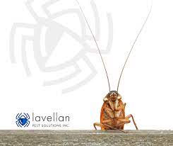 Overlapping the coverage areas of a few boxes should keep your farm or garden covered. Who Pays For Pest Control In A Rental Property Calgary Pest Control Professional Exterminator Services