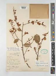 Image result for Secamone dewevrei