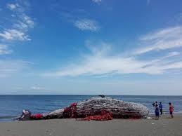 Giant Dead Whale Is Haunting Reminder Of Massive Plastic Pollution Problem
